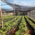 Shade Net Farming in Kenya